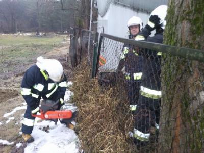 Chorula-pochylone drzewo 5